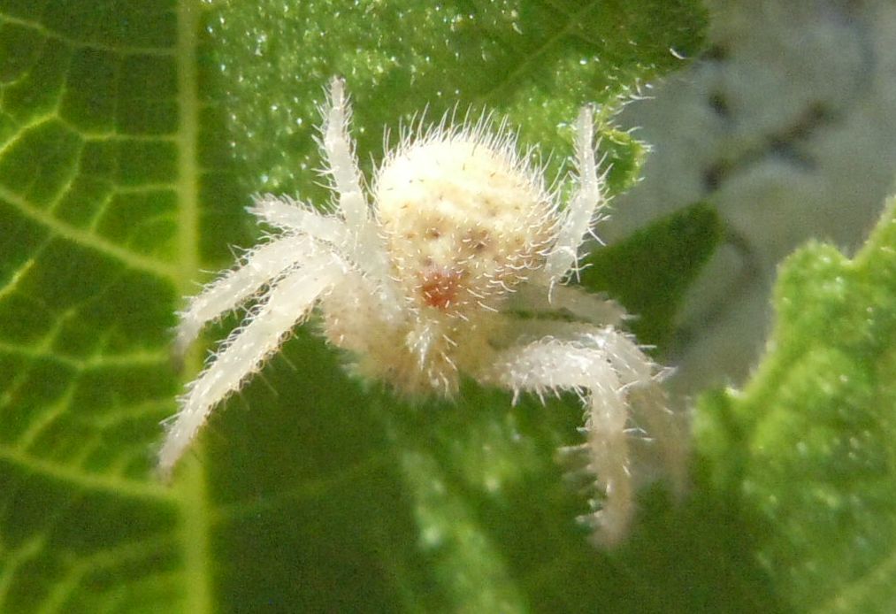 Giovane Heriaeus sp. - Reggia di Caserta (CE)